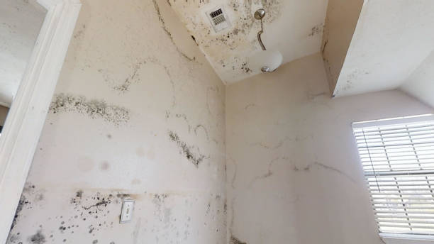 Best Water Damage & Mold Remediation  in Prices Fork, VA