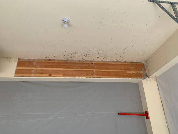 Best Environmental Consulting for Mold Prevention  in Prices Fork, VA