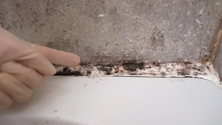 Best Attic Mold Removal  in Prices Fork, VA